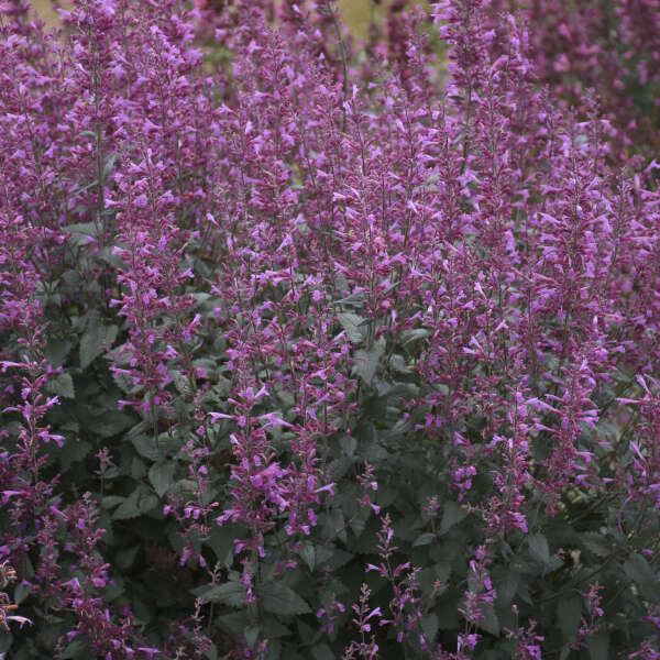 Agastache 'Royal Raspberry'