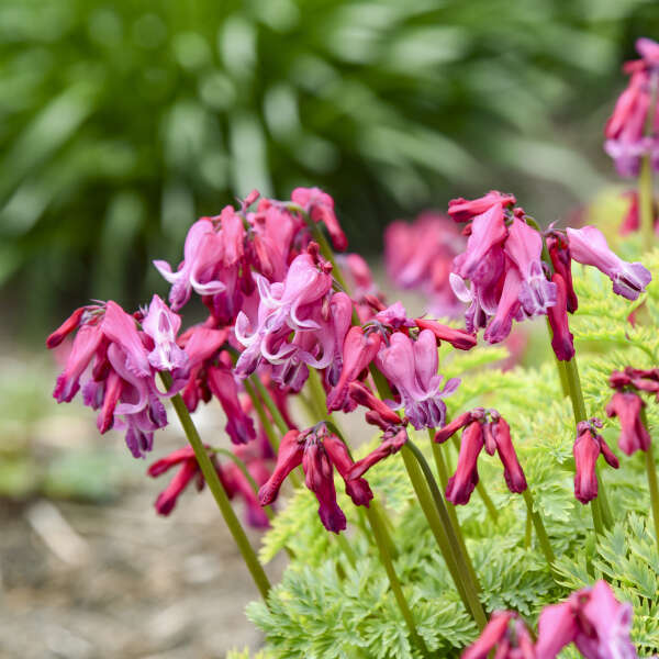 Dicentra 'Passion Hearts' Fern-leaved Bleeding Heart