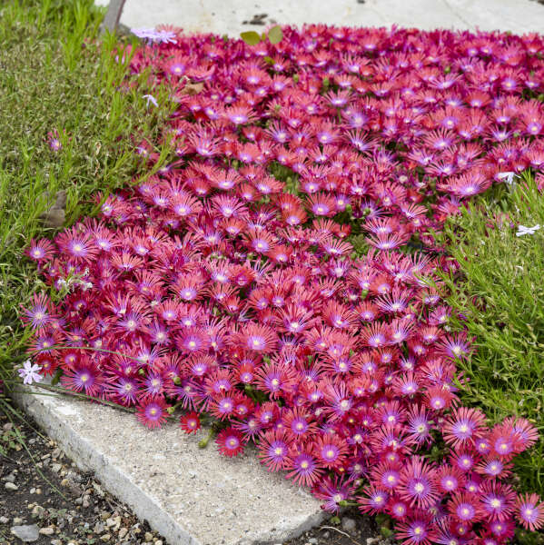 Delosperma 'Action Shot' Ice Plant