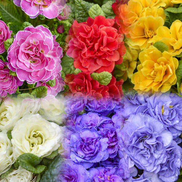 Primula BOUQUET PERFECT™ Mix Primrose