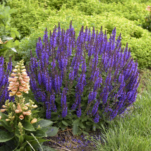 Salvia 'Violet Profusion' Perennial Salvia