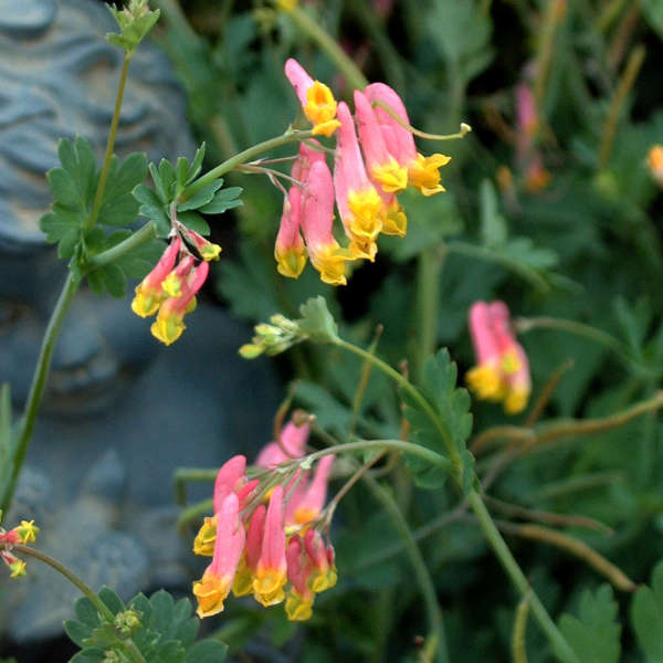 Corydalis sempervirens Corydalis