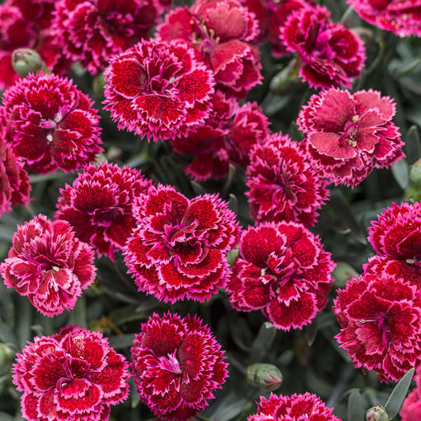 Dianthus 'Black Cherry Frost' Pinks