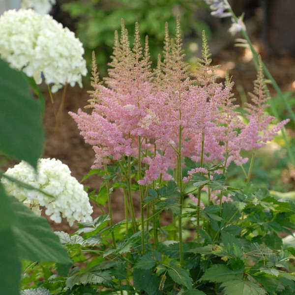 Astilbe 'Vision in Pink' Chinese Astilbe