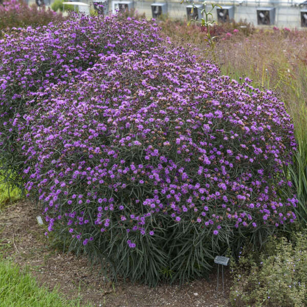 Vernonia 'Buzz Stop' PP37535 | Walters Gardens, Inc.