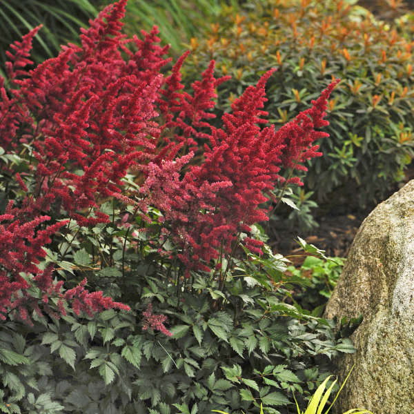 Astilbe 'Fanal' Hybrid Astilbe