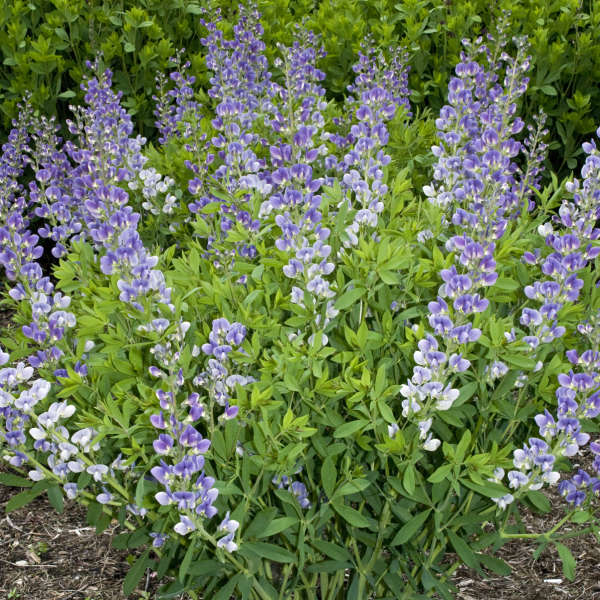 Baptisia STARLITE PRAIRIEBLUES™ False Indigo