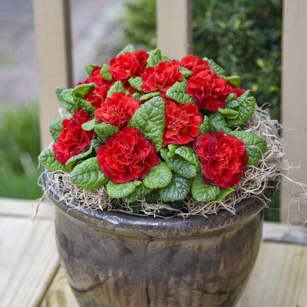 Primula 'Scarletta' Primrose