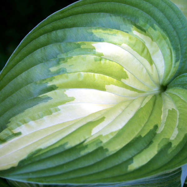 Hosta 'Rare Breed' Hosta