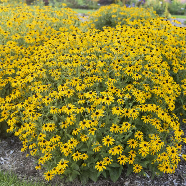 Rudbeckia 'Treasure Trove' Black-Eyed Susan