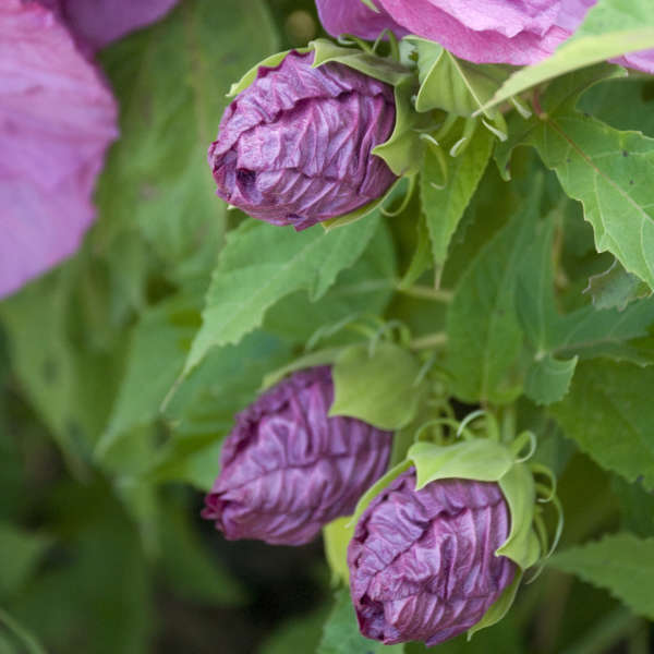 Hibiscus 'Berrylicious' Rose Mallow