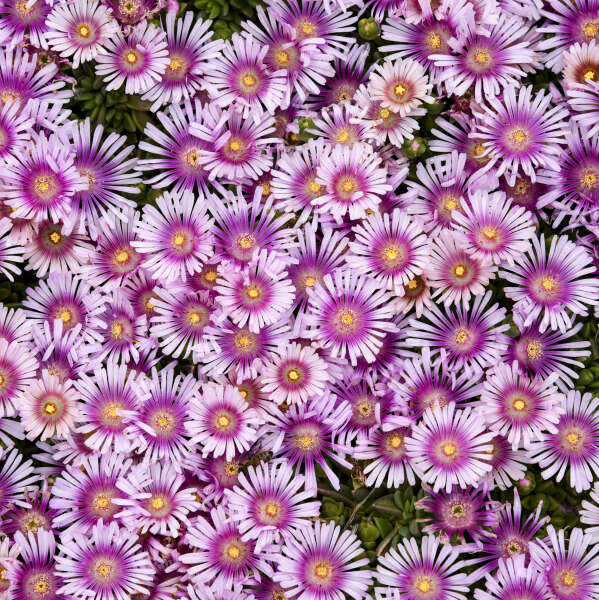 Delosperma 'Pink Radiance' Hardy Ice Plant