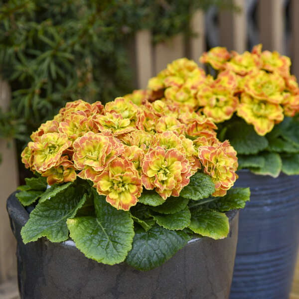 Primula PRIMA BELARINA® CARNIVAL Primrose