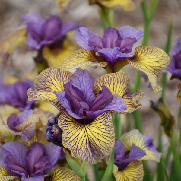 Iris 'Purring Tiger' Siberian Iris