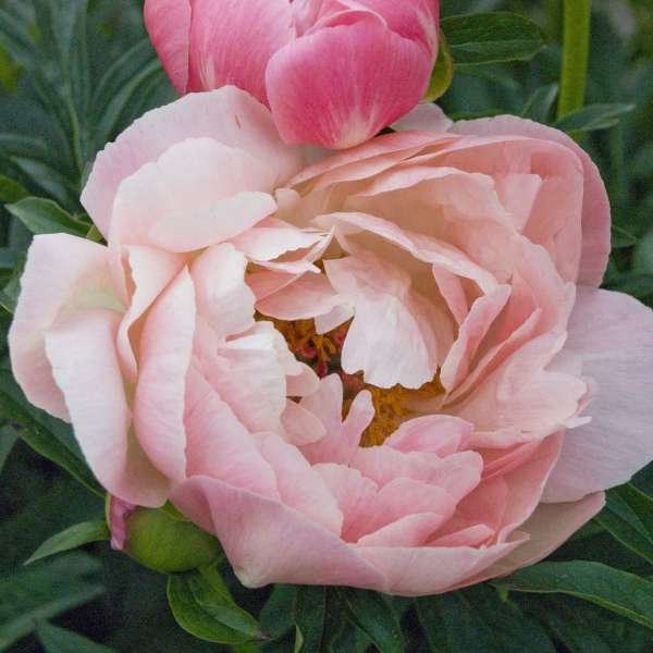 Paeonia 'Coral Charm' Garden Peony