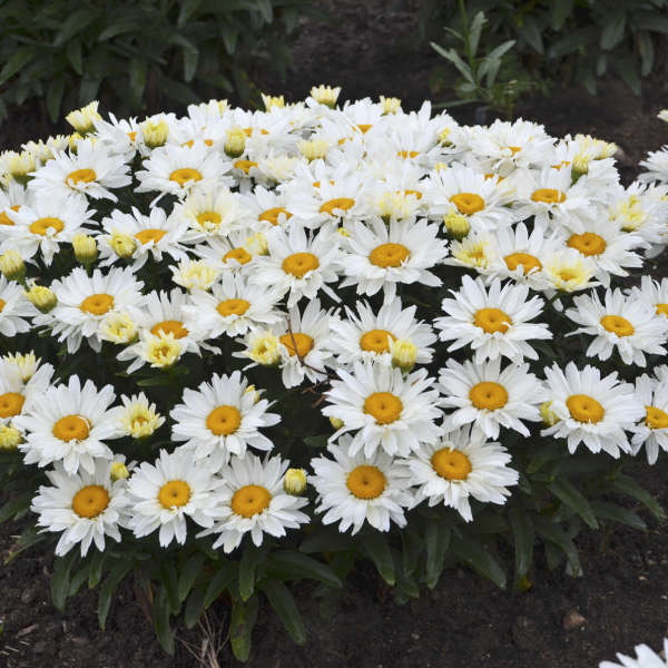 Leucanthemum 'Cream Puff' Shasta Daisy