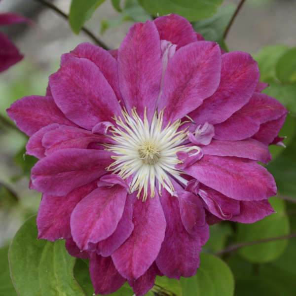 Clematis 'Red Star' Clematis