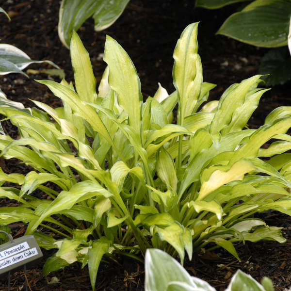 Hosta 'Pineapple Upsidedown Cake' Perennial Resource