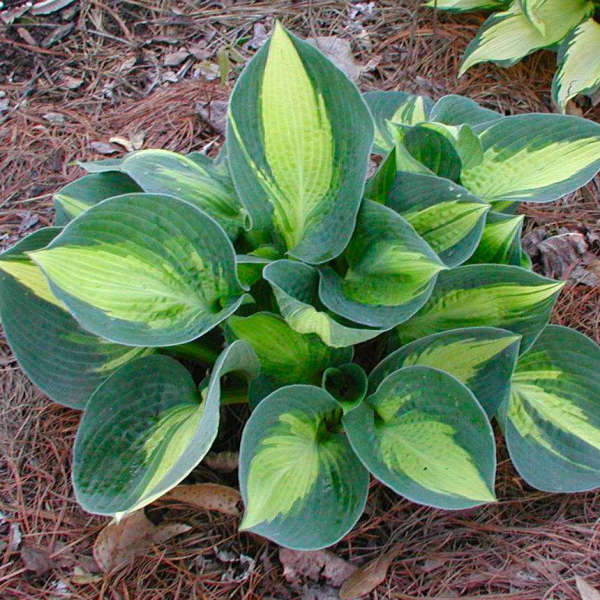 Hosta 'Lakeside Cupcake' Hosta