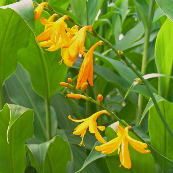 Crocosmia 'Norwich Canary' Montbretia