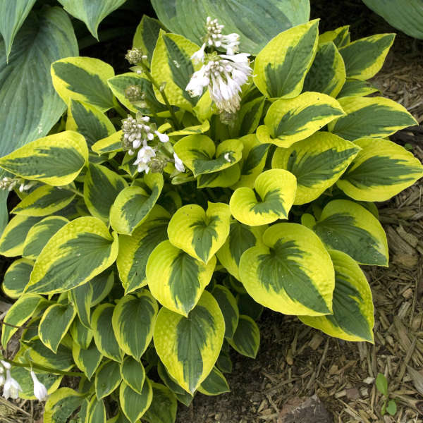 Hosta 'Tropical Storm' PPAF CPBRAF | Perennial Resource