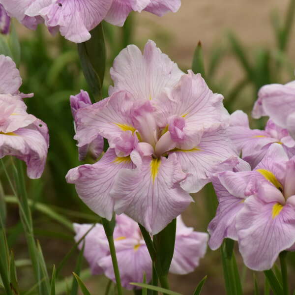 Iris 'Pinkerton' Japanese Iris