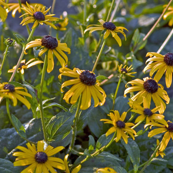 Rudbeckia fulgida var. fulgida Black-Eyed Susan