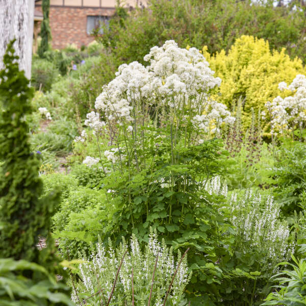 Thalictrum 'Cotton Ball' Meadow Rue