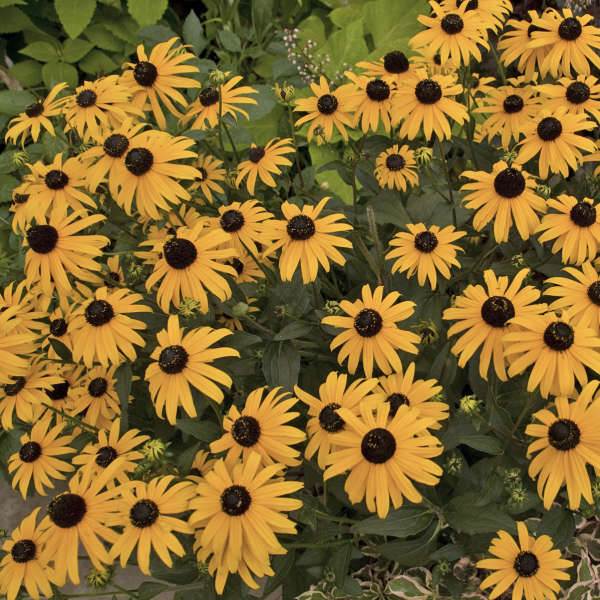 Rudbeckia 'Early Bird Gold' Black-Eyed Susan