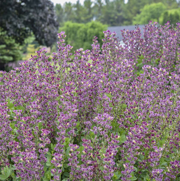 Baptisia 'Grape Escape' False Indigo