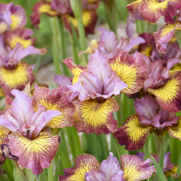 Iris 'Fiddles on Fire' Siberian Iris