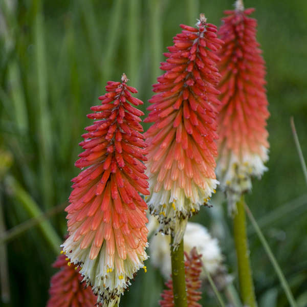 Kniphofia 'High Roller' Red Hot Poker