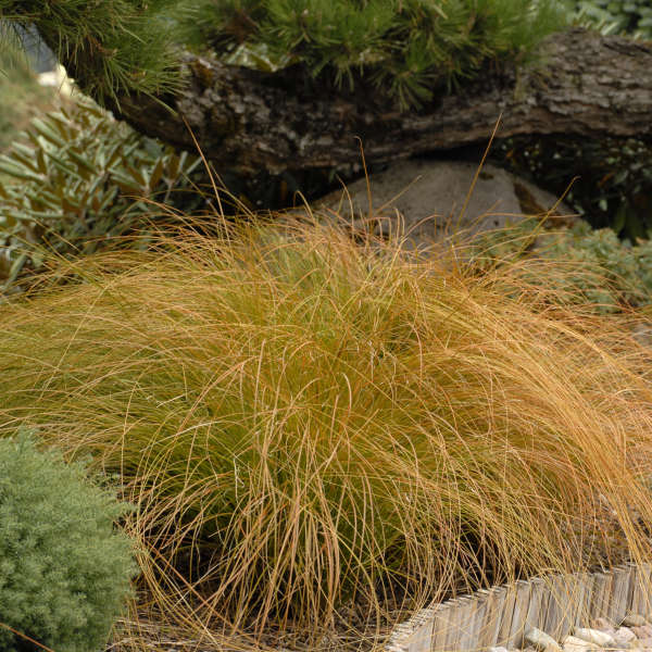 8 Carex testacea orange sedge Grass Salt Drought tolrant hardy coastal Evergreen 