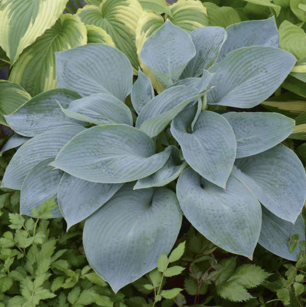 Hosta 'Wishing Well' | Perennial Resource