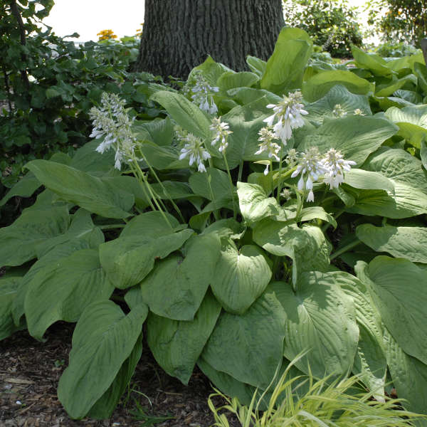 Hosta 'T Rex' Hosta