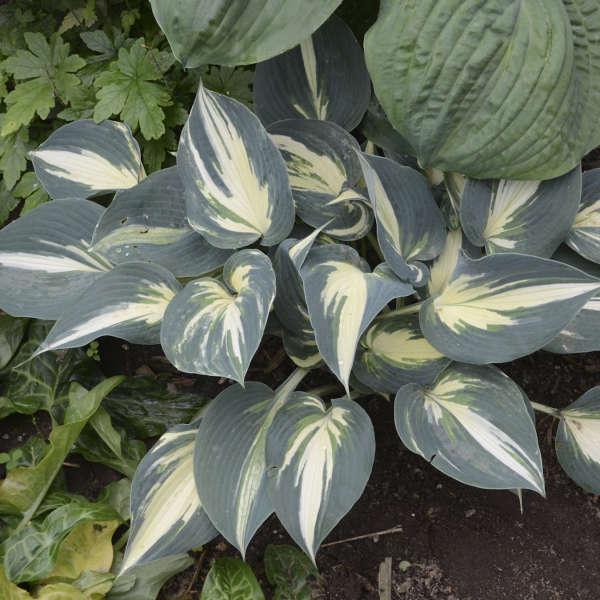 Hosta 'Ivory Queen' Hosta