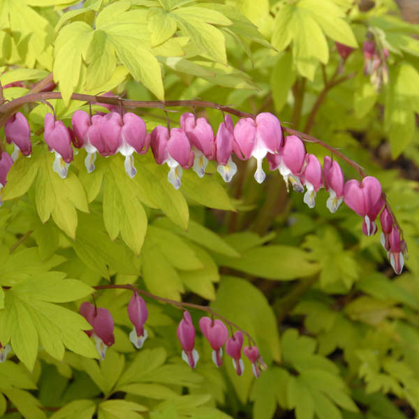 Dicentra 'Gold Heart' Old-Fashioned Bleeding Heart