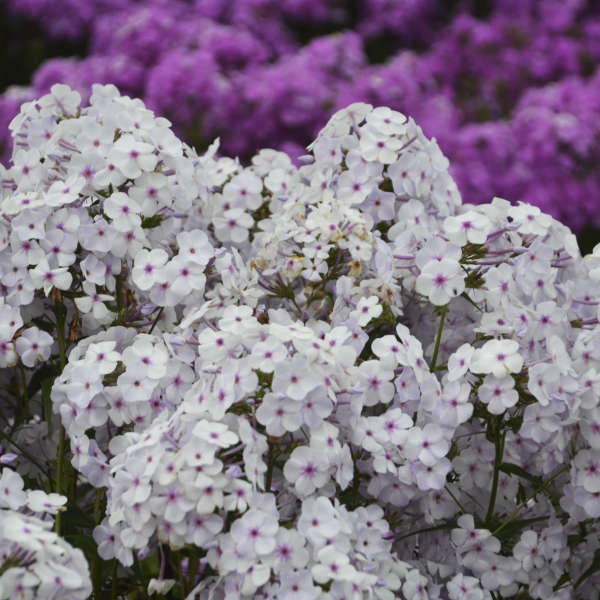 Lavender Plant Pods – Click & Grow EU