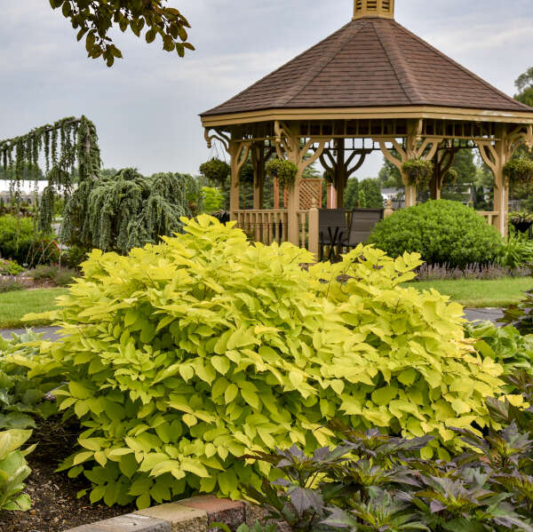 Aralia 'Sun King' Golden Japanese Spikenard