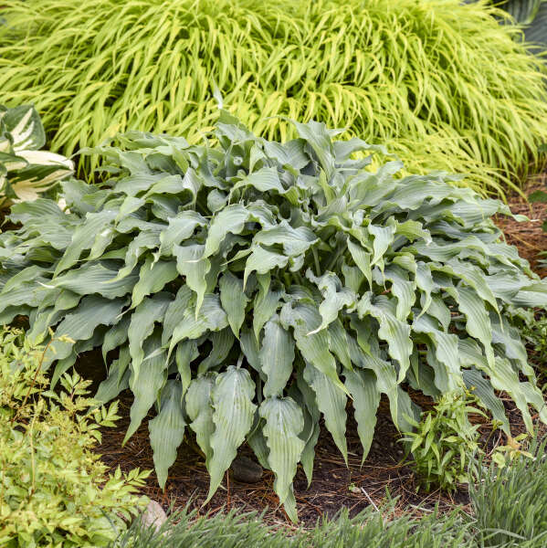 Hosta 'Wild Imagination' Hosta