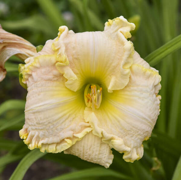 Hemerocallis 'Singular Sensation' Daylily
