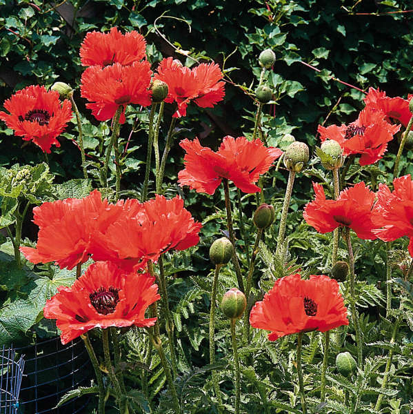 Papaver 'Turkenlouis' Oriental Poppy