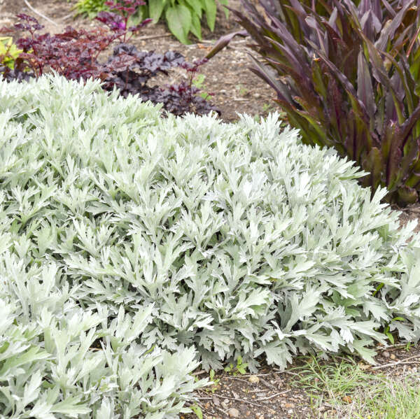 Artemisia 'Silver Lining' White Sagebrush