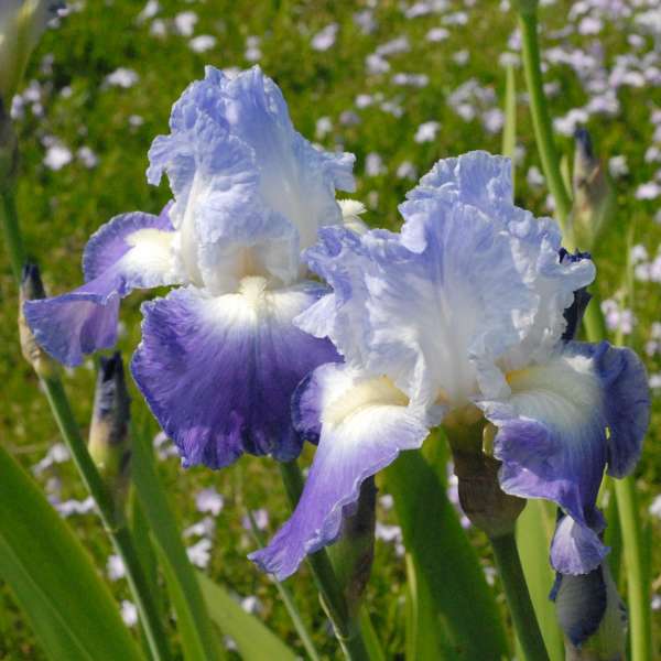 Iris 'Clarence' Tall Bearded Iris