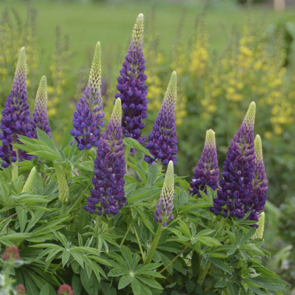 Lupinus Popsicle Series - Blue Lupine
