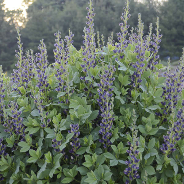 Baptisia 'Indigo Spires' False Indigo