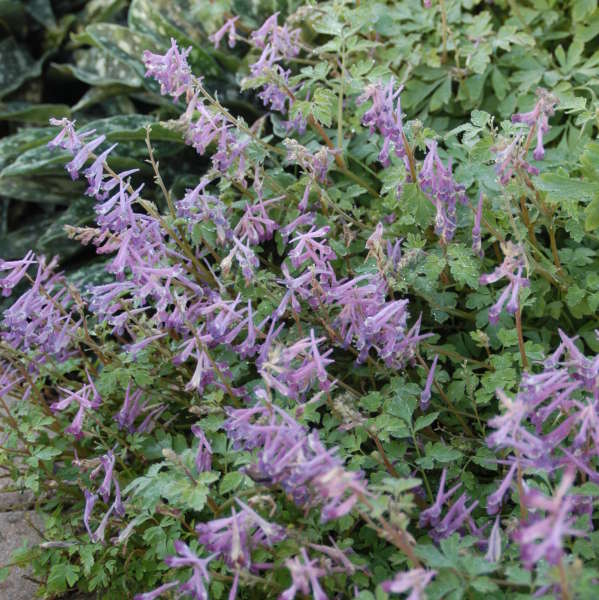 Corydalis 'Blackberry Wine' Corydalis