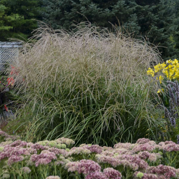 Miscanthus 'Autumn Anthem' Ornamental Grass