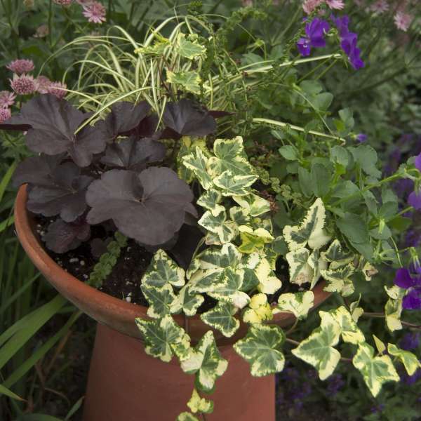 Hedera 'Golden Ingot' English Ivy