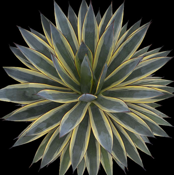 Agave 'Snow Glow' Agave